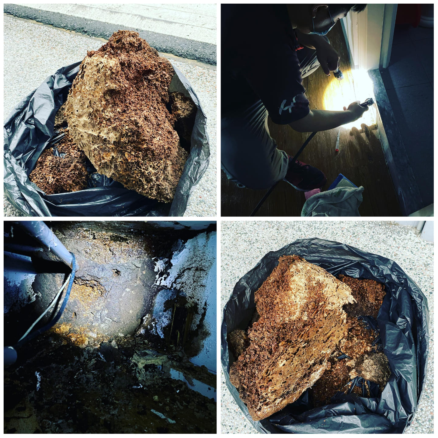 Ho消毒有限公司的實際案例圖片